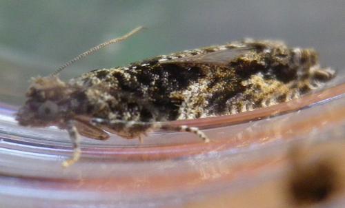 Epinotia sp.